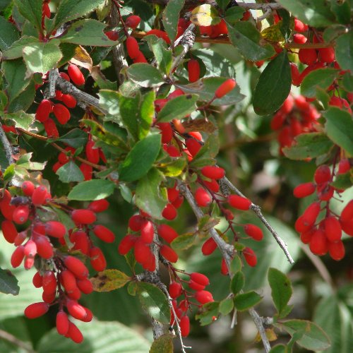 Gemeine Berberitze / Berberis vulgaris